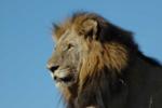 Lion, Sabi Sand Game Reserve, &copy;Inyati Private Game Reserve