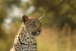 Leopard, Sabi Sand Game Reserve, &copy;Inyati Private Game Reserve