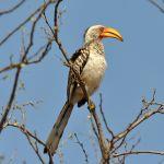Honeyguide Mantobeni