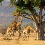 Shibula Lodge