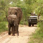 Shumbalala Game Lodge