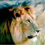Kavita Lion Lodge