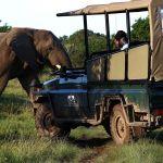 Sibuya Tented Camp