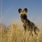 Grasslands Bushman Lodge