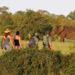 Rhino Walking Safari Sleep Out - 2