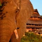 Victoria Falls Safari Lodge - 2