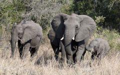 Tembe Elephant Park