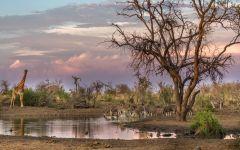 Tuningi Safari Lodge