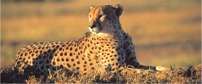 Jock Safari Lodge