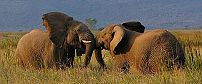 AmaKhosi Safari Lodge