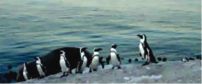 Boulders Beach Lodge