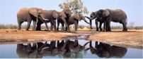 Ivory Tree Lodge