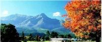Protea King George