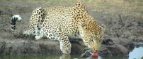 Simbambili Game Lodge