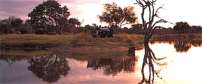 Motswari Game Lodge