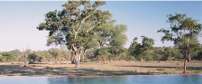 Kings Camp Private Game Reserve