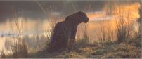 Little Madikwe