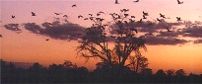 Madikwe Safari Lodge