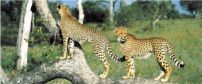 Sabi Sabi Little Bush Camp