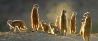Tswalu Kalahari