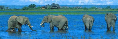 Chobe Savanna