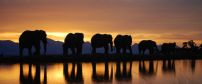 The Elephant Lodge