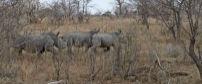 Shindzela Tented Safari Camp