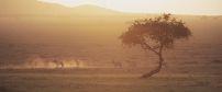 Singita Sabora Tented Camp