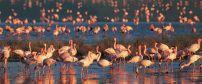 Lake Manyara Tree Camp