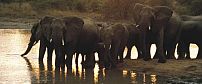 Gomo Gomo Game Lodge
