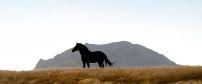 Klein-Aus Vista Desert Horse Inn