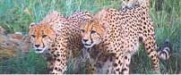 Namibia One Week Safari