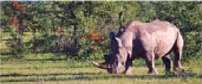 Ongava Tented Camp