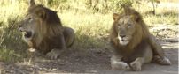 Mkuze Falls Game Lodge