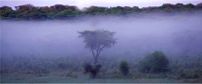 Londolozi Varty Camp