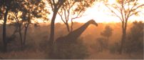 Londolozi Tree Camp