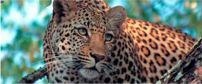 Exeter Dulini Private Game Lodge