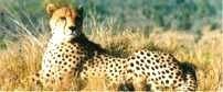 Hamilton's Tented Camp