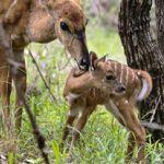 Idube Private Game Reserve2