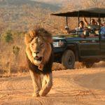 Makweti Safari Lodge2