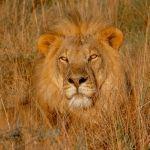 Nungubane Private Game Lodge2