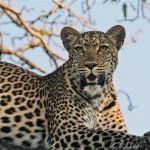 Kwa-Mbili Game Lodge2