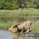 Shumbalala Game Lodge2