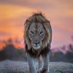 Motswari Game Lodge2