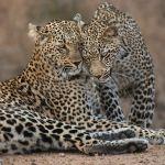 Ulusaba Rock Lodge2