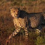 Hlosi Game Lodge