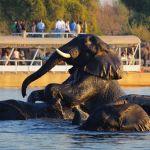 Chobe Safari Lodge2