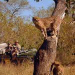 MalaMala Sable Camp2