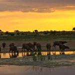 Tswalu Kalahari2
