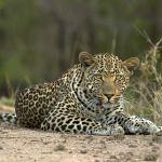 Londolozi Granite Private Suites2